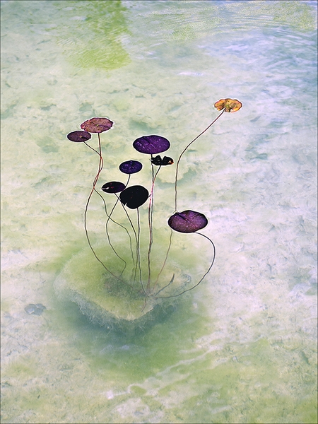 348 - AQUATIQUES - WILLOT ROGER - belgium.jpg